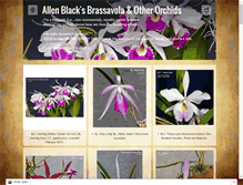 Tablet Screenshot of ablackorchid.com